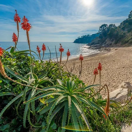 Апартаменти Rincon De Maria Cerca Playa Vistas Mar Terraza Barbacoa Тоса-де-Мар